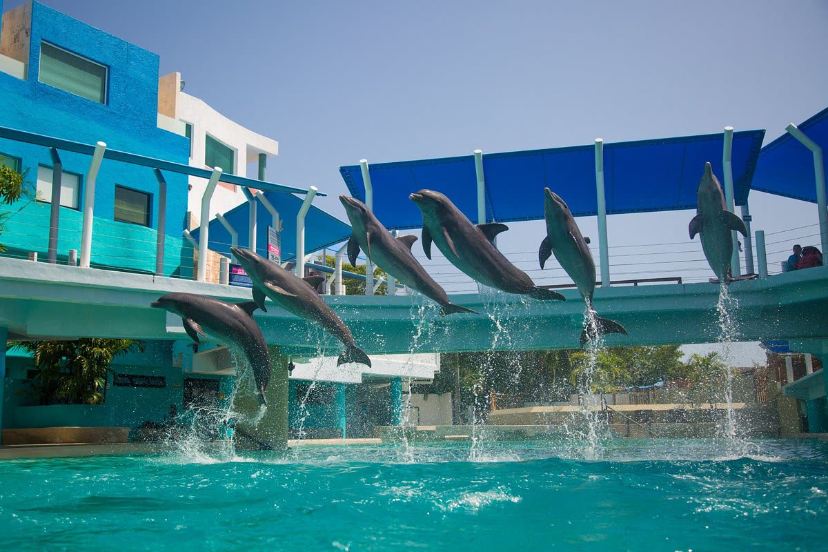 La Isla / Aquarium
